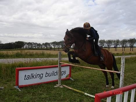 Anden særlig race Urt ¤solgt&savnet¤ - spring ~ ca. 80-90 cm billede 11