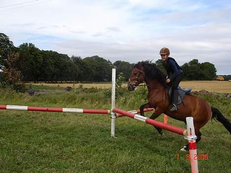 Anden særlig race Urt ¤solgt&savnet¤ - spring ~ ca. 70-80 cm billede 14