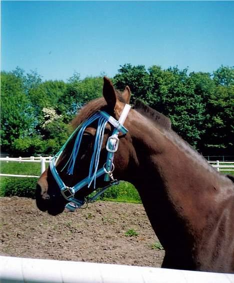 Traver Uriel(R.I.P) - Uriel´s hoved billede 2