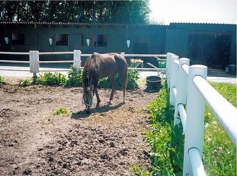 Traver Uriel(R.I.P) - Fuld krop billede 3