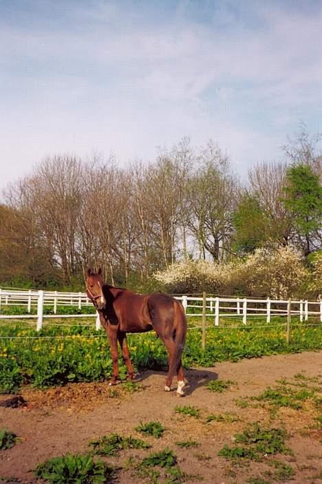 Traver Uriel(R.I.P) - Lille sommer stykke billede 6