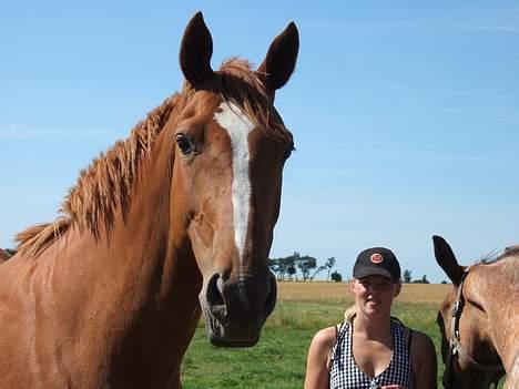 Dansk Varmblod Dakota Skrødstrup DH billede 1