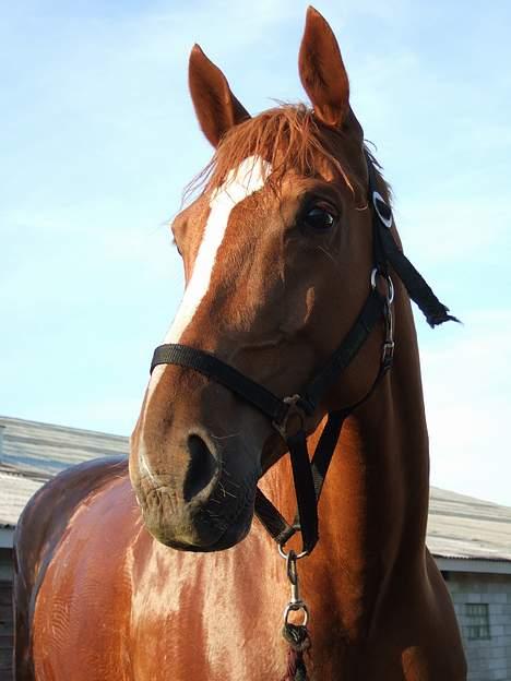 Dansk Varmblod Dakota Skrødstrup DH billede 2