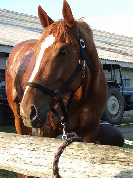 Dansk Varmblod Dakota Skrødstrup DH - Bliver vasket inden hoppekåring billede 3