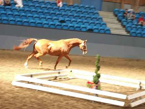 Dansk Varmblod Dakota Skrødstrup DH - Dakota til hoppekåring 06 billede 4