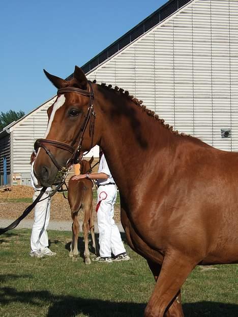 Dansk Varmblod Dakota Skrødstrup DH billede 5
