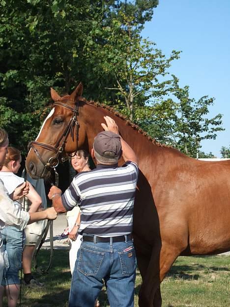 Dansk Varmblod Dakota Skrødstrup DH - Brændemærkeren tjekker lige den smukke pru billede 6