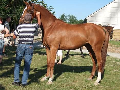 Dansk Varmblod Dakota Skrødstrup DH billede 7