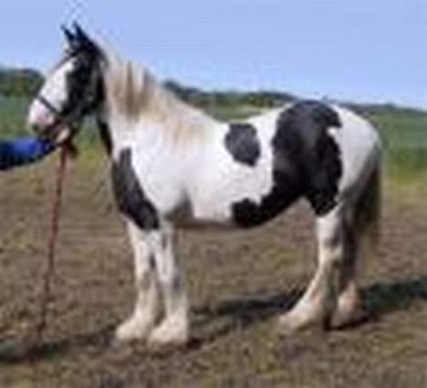 Tinker Lady Luna billede 20
