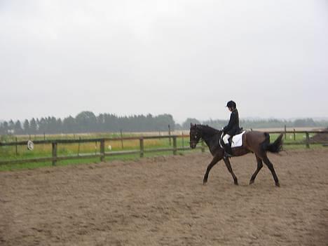 Anden særlig race Katrinebjergs Kreon†2006† -  (19)  her er jeg stadig til stevne...=oD billede 19