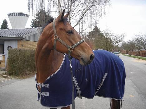 Dansk Varmblod major "Hvor er du?" - blå lige min farve billede 1