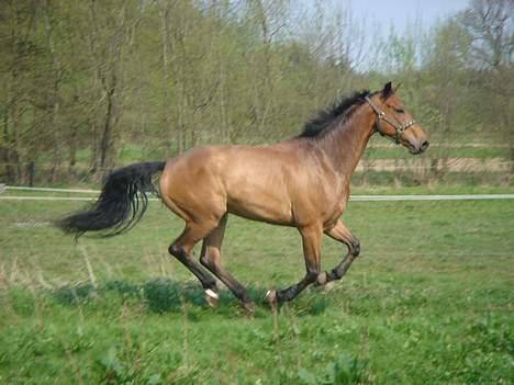 Dansk Varmblod major "Hvor er du?" billede 2