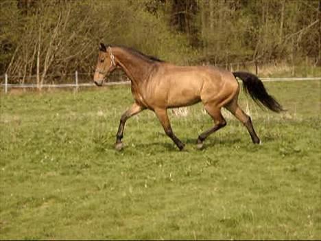 Dansk Varmblod major "Hvor er du?" - på fold (nyt) billede 3