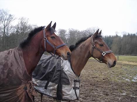 Dansk Varmblod major "Hvor er du?" - en kold efterårsdag.. ses her sammen med hans kæreste... billede 4
