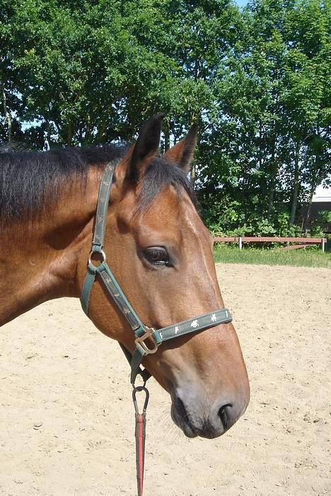 Dansk Varmblod major "Hvor er du?" - hans dejlige hovede når han slapper helt af billede 5