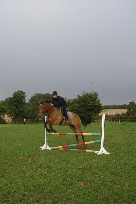 Dansk Varmblod major "Hvor er du?" - vi kan flyve billede 6