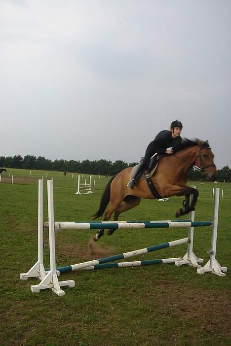 Dansk Varmblod major "Hvor er du?" - så dygtige vi er... billede 7