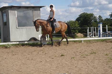 Dansk Varmblod major "Hvor er du?" - opvarmning  en hygge dag billede 8