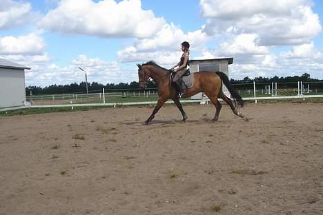 Dansk Varmblod major "Hvor er du?" - min dejlige hestepasser i aktion... billede 9