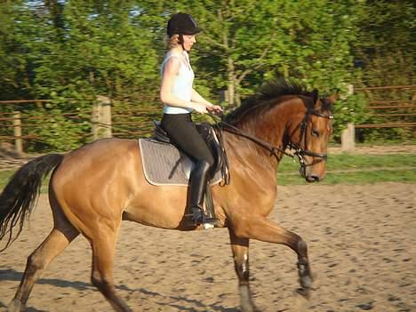 Dansk Varmblod major "Hvor er du?" - træning derhjemme billede 10