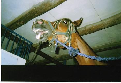 Arabisk fuldblod (OX) Zha Finesseh Ox - det er hårdt at være hest <3 billede 9