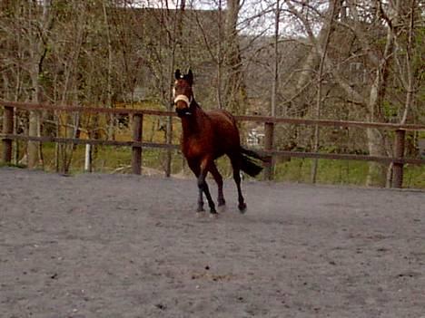 Anden særlig race Fritz:-) solgt:-( - jeg kommer nu mor<3 billede 8