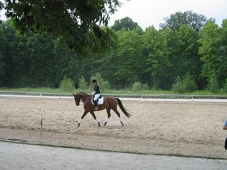 Dansk Varmblod Andigo - Dronninglund 06 billede 17