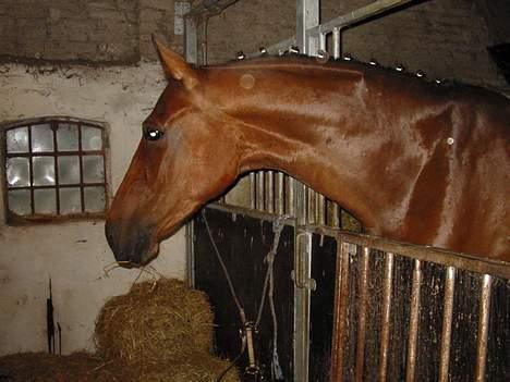 Dansk Varmblod Andigo - Andigo i sin boks ved dronninglund, helt nyvasket ;) billede 18