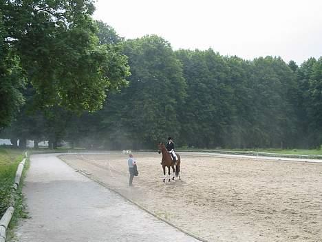 Dansk Varmblod Andigo - mig og min far snakker lige programmet igennem :D billede 20