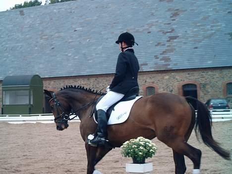 Trakehner Hillary *R.I.P* - Nærbillede fra ganartsklasse hvor hun blev nr. 13 på sin alder. © Loús Foto billede 13