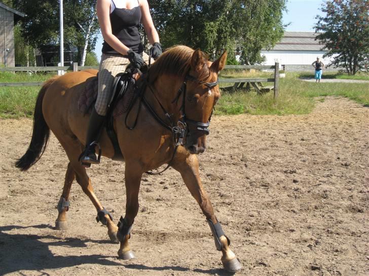 Hollandsk Sportspony La Diva ( solgt) - lidt dressur til springning billede 8