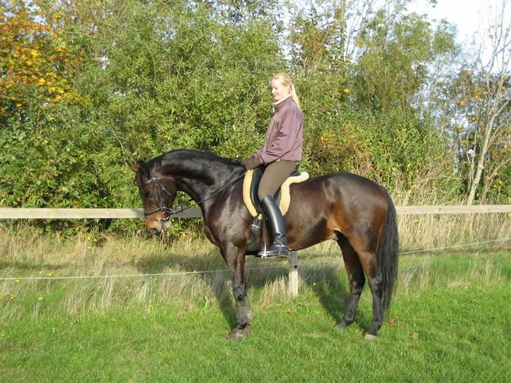 Dansk Varmblod † Elmevangs Maine † - Efter træning d. 12/10-07... billede 14