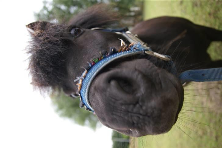 Shetlænder Jolly - Jolly <3 billede 1