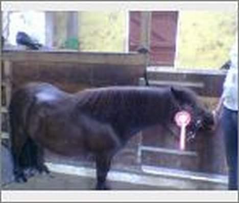 Shetlænder Jolly billede 2