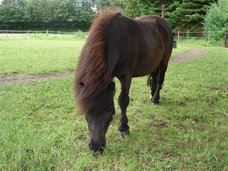 Shetlænder Jolly - *NYT* Jolly på marken <3 billede 3