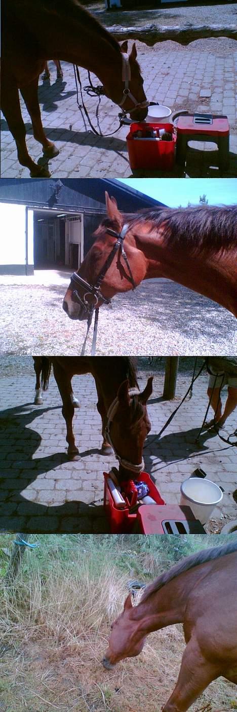 Dansk Varmblod Gordion Stengaard aflivet billede 12