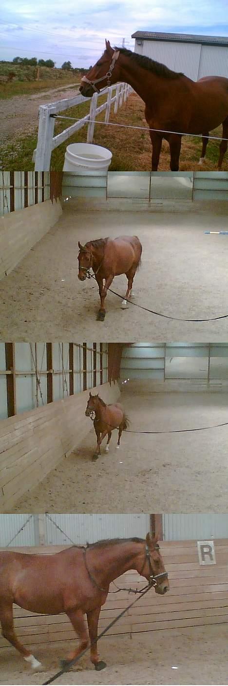 Dansk Varmblod Gordion Stengaard aflivet billede 13