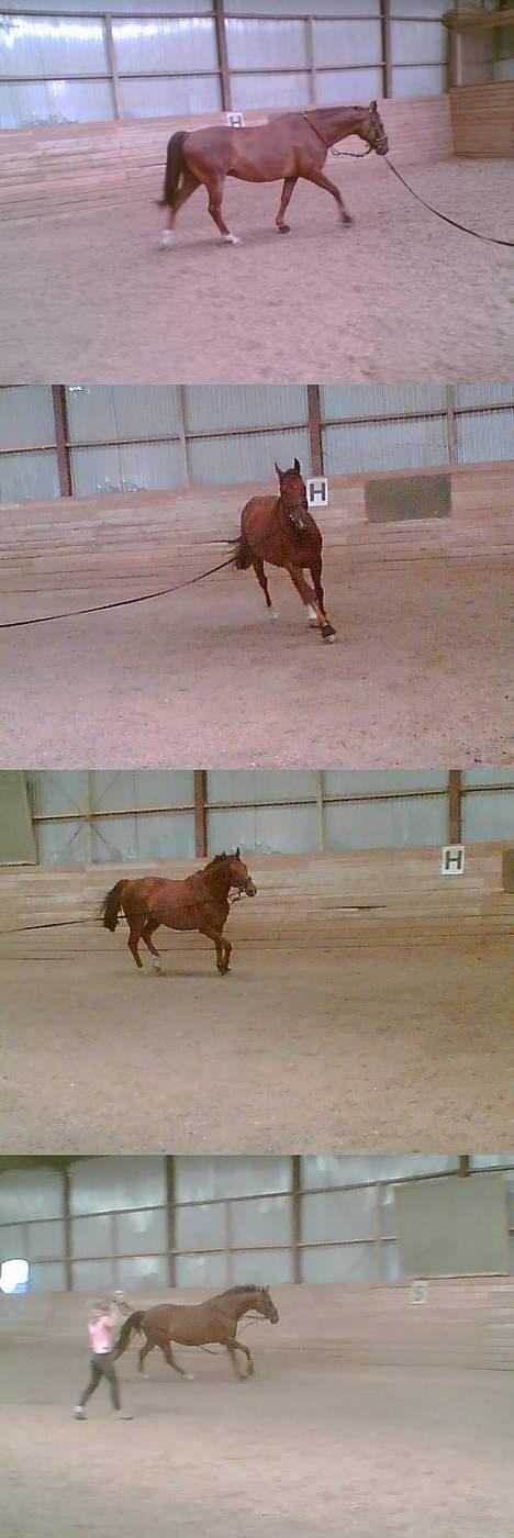 Dansk Varmblod Gordion Stengaard aflivet billede 14