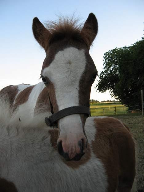 Pinto Quattro`s Brilliant - hej med dig billede 1