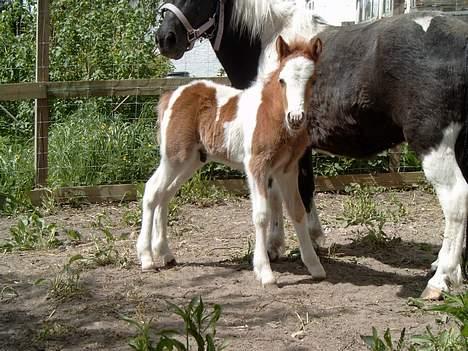 Pinto Quattro`s Brilliant - 2 dage gammel billede 2