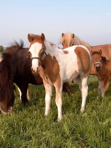 Pinto Quattro`s Brilliant - 1 måned billede 3