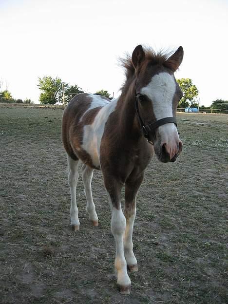 Pinto Quattro`s Brilliant - ja her er jeg så billede 4