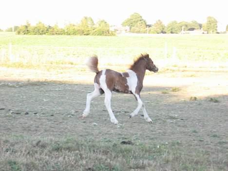 Pinto Quattro`s Brilliant - se mig vild som en araber billede 5