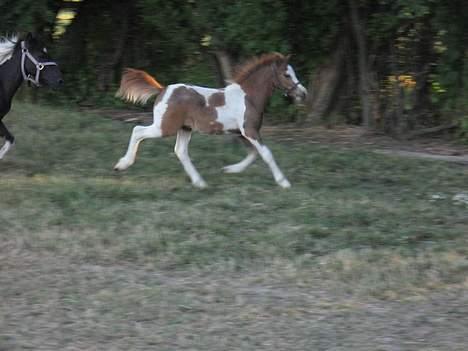 Pinto Quattro`s Brilliant - hvem sagde trav billede 6