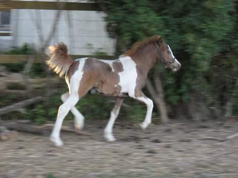 Pinto Quattro`s Brilliant - 2 måneder gammel billede 7