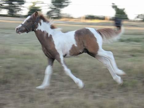 Pinto Quattro`s Brilliant - fuld fart billede 8