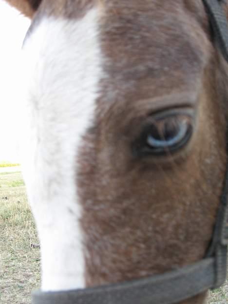 Pinto Quattro`s Brilliant - se mit smukke blå øje billede 9