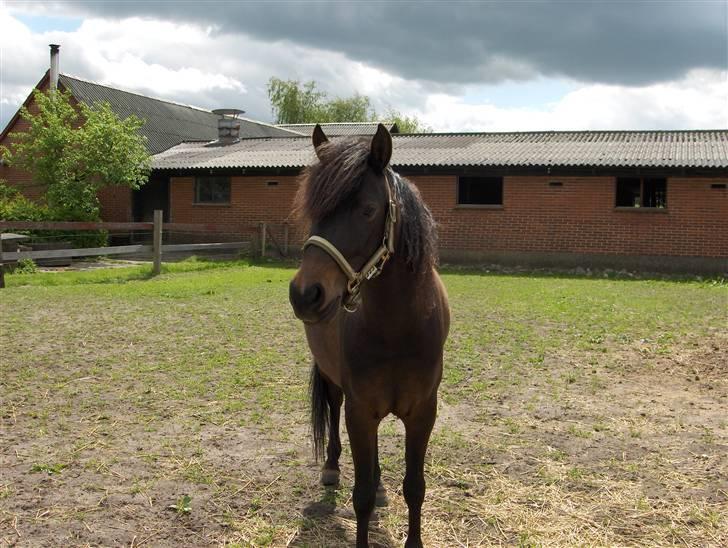 Anden særlig race Little Beauty Angel - Angel ude på den lille fold, så fin!:D*Ingen af mine Billedere må under ingen om stændigheder bruges til netpony sider!* billede 6