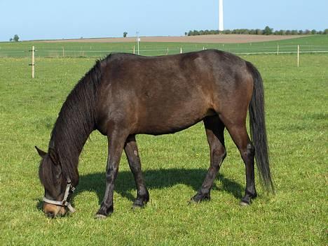 Anden særlig race Little Beauty Angel - På Folden :)NYT*Ingen af mine Billedere må under ingen om stændigheder bruges til netpony sider!* billede 7