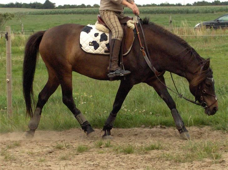 Anden særlig race Little Beauty Angel - Vi traver af, hun kan bare strække hals, gør hun hver gang*Ingen af mine Billedere må under ingen om stændigheder bruges til netpony sider!* billede 8